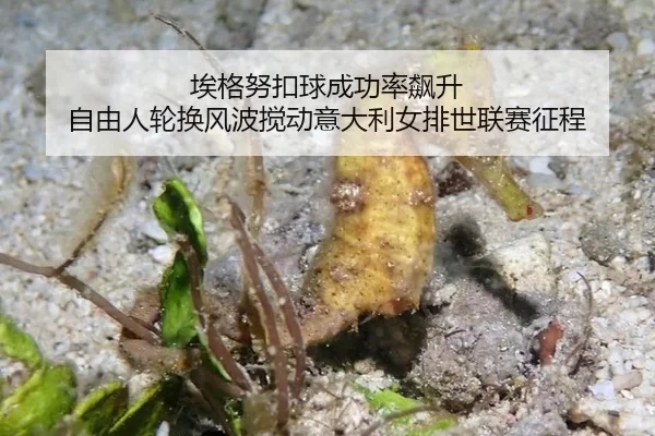 埃格努扣球成功率飙升 自由人轮换风波搅动意大利女排世联赛征程